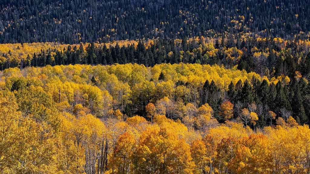 According to a study, Pando, the largest creature in the world, may have been expanding continuously since the first people left Africa.