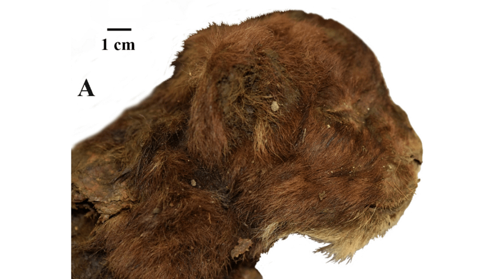 A 35,000-year-old Siberian saber-toothed kitten whose whiskers were preserved was taken from permafrost.