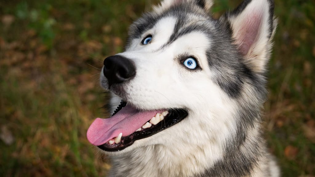 A startling research shows that smarter dogs have smaller brains.