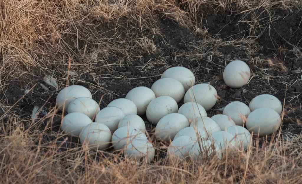 Unlike other birds, ostriches use their claws to dig small holes rather than construct nests. (Photo courtesy of Getty Imagesaaaaimages))
