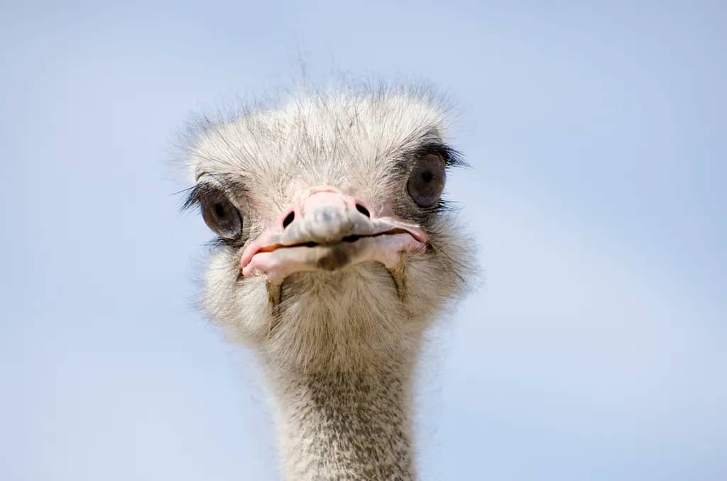 Despite being the biggest birds in the planet, ostriches have incredibly small heads in comparison to their body size. (Photo courtesy of Getty ImagesNNehring))
