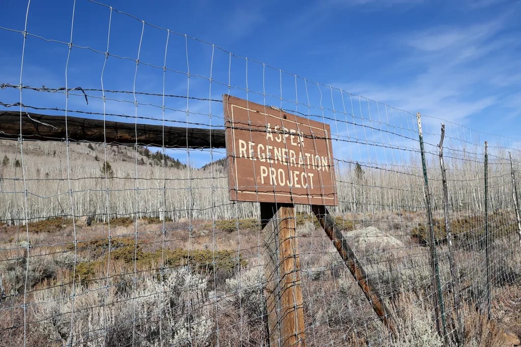 The enormous clone currently seems to be recovering, but certain areas of Pando have been walled off to keep deer from feeding there. (Photo courtesy of Getty ImagesAnadolu)
